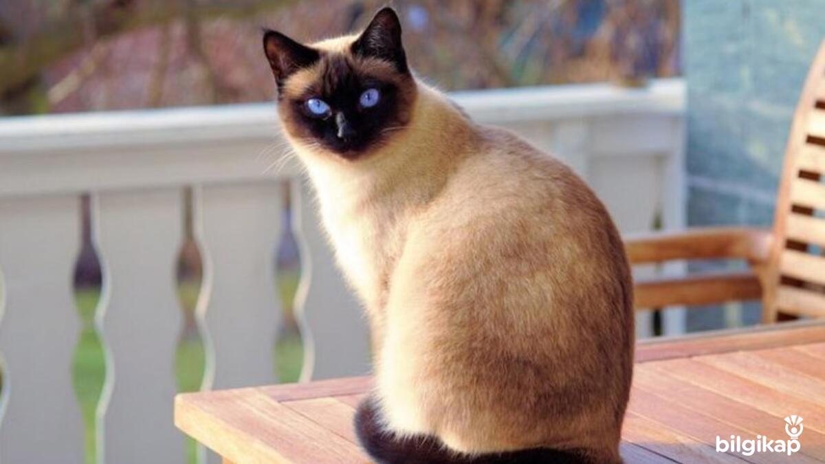 Siyam Kedisi Özellikleri Ve Hakkında Aradığınız Tüm Bilgiler  Evcil Hayvanlar Kedi Bakımı